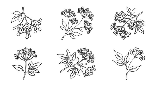 elderberry , six black Continuous Line Art (Single Line) vector set collection , white background , PNG and SVG
