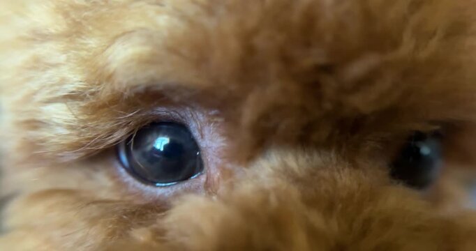 Macro extreme close up of brown toy poodle eyes. Teddy bear dog eye closeup. Curious little doggy look expression. Canine devotion in the eyes, best friend. How animals see, vision. Cute funny pet.