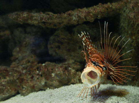 A lionfish (Pterois volitans) with its mouth open.