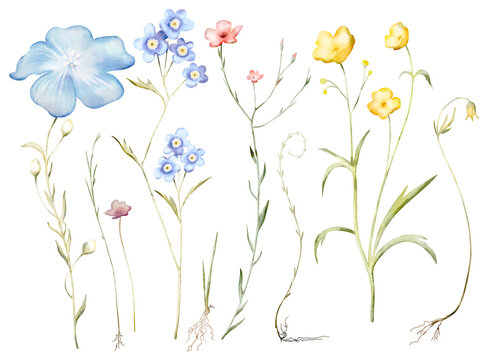 Watercolor hand drawn set with illustration of simple delicate wild flowers. Floral elements, herbs, forget-me-not, buttercup isolated on white background. Beautiful summer meadow flowers collection