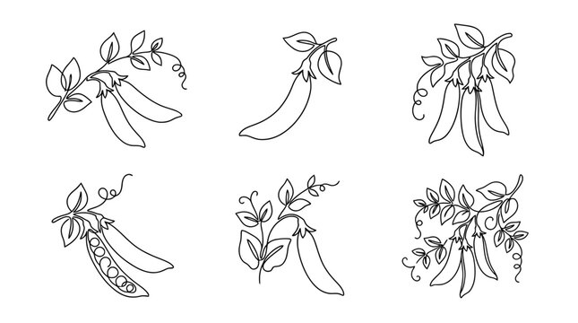snow pea , six black Continuous Line Art (Single Line) vector set collection , white background , PNG and SVG