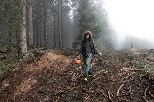 Person foraging mushrooms in foggy logged pine forest in autumn