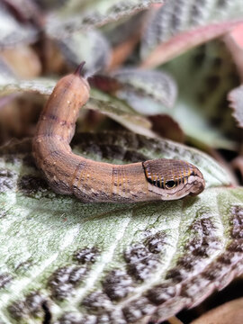 Deilephila Elpenor, the elephant hawk moth, is a moth in the butterfly family Sphingidae,
caterpillars, eating the leaves of natural food plants. Elephant caterpillars walking on leaves.
