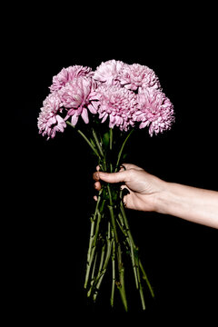 Hand holding pink chrysanthemum bouquet against black background