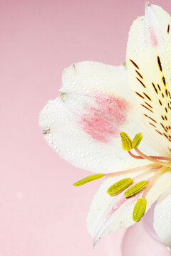 Macro of alstroemeria flower with dewdrops on pink background