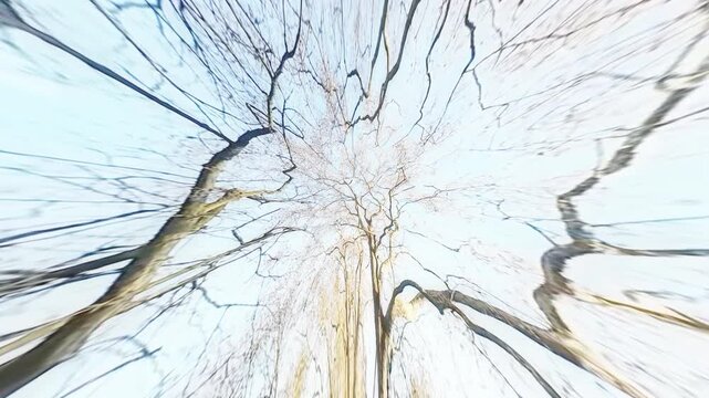 Crooked wavy naked tree branches