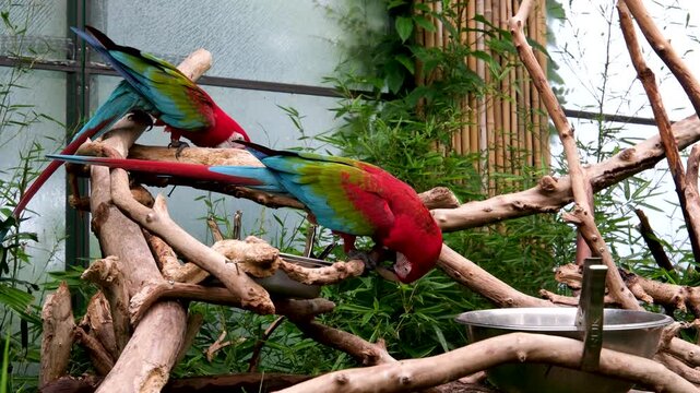 Colorful parrots with red heads and blue green feathers sitting on tree branches in a zoo, calmly chewing food, relaxing among greenery, tropical atmosphere, exotic bird life in natural environment