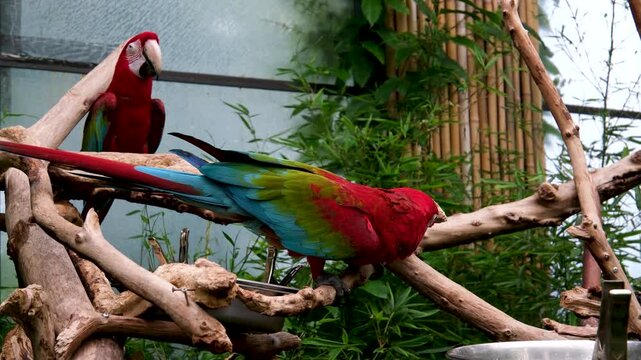 Colorful parrots with red heads and blue green feathers sitting on tree branches in a zoo, calmly chewing food, relaxing among greenery, tropical atmosphere, exotic bird life in natural environment