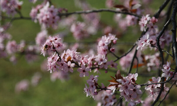 beautiful pink flowers on a cherry plum tree , prunus cerasifera, blooming at springtime on a green background, macro photography