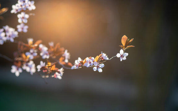beautiful pink flowers on a cherry plum tree , prunus cerasifera, blooming at springtime on a green background, macro photography