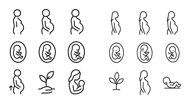 Pregnant woman and fetal development icons showing pregnancy stages