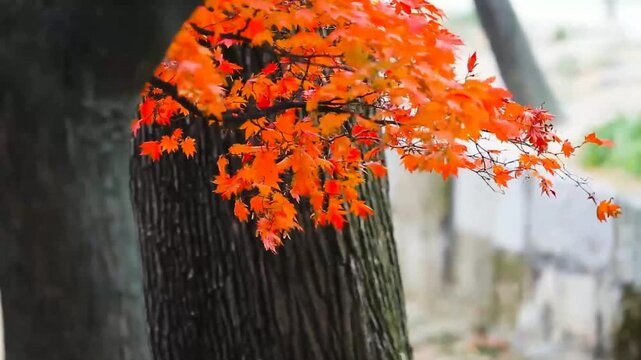 Vibrant orange maple leaves on a tree branch in autumn with bokeh background