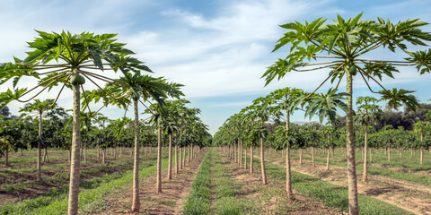 Fototapeta premium Tall papaya trees with green leaves grow in neat rows in a sunlit plantation under a partly cloudy sky