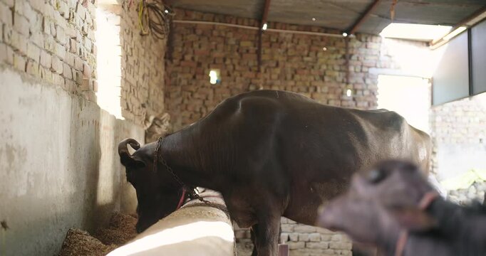 Indian black buffalo standing eat dry fodder cowshed inside shelter rural area. Villager young calf animal tied rope routine dairy farming activity new day time indoor village place 