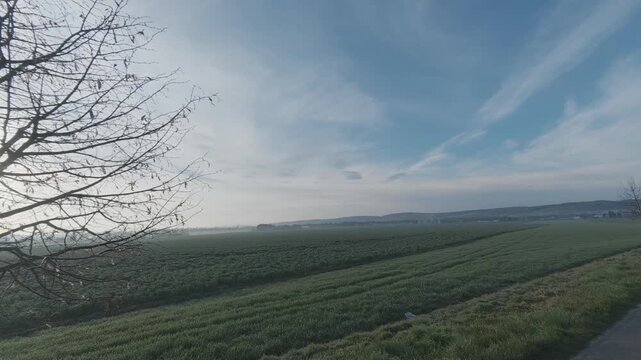Morning view over a field with mist and sunlight shining through trees. Soft foggy atmosphere with warm rays creating a peaceful landscape background, perfect for nature, environment
