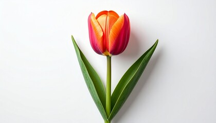 Fototapeta premium High Quality Tulip Bloom Isolated on White Background with Realistic Look and Clean Minimal Floral Aesthetic