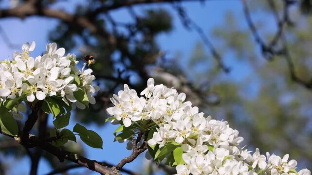Bumblebee on white fruit tree blossoms on sunny spring day, pollination