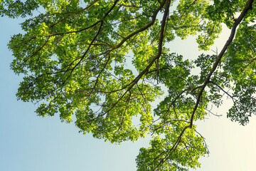 Fototapeta premium Vibrant green leaves and tree branches reach towards a clear blu