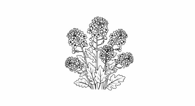Delicate black and white sketch of a flowering plant with multiple clusters of small blossoms
