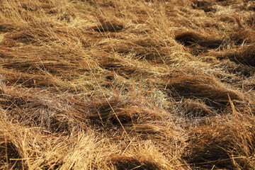 Naklejka premium Sun-bleached dry grass texture, natural background