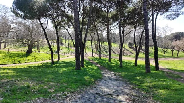 Iconic Stone Pine Trees In Villa Borghese Park Rome