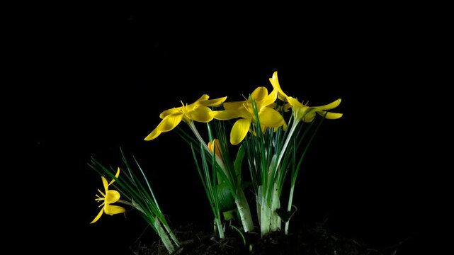 A stunning high-quality timelapse showing a cluster of yellow crocus flowers (Crocus Flavus) gradually blooming and opening their petals. The process captures the delicate movement of the buds against