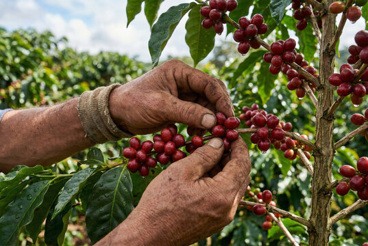 Close-up of farmer hands picking ripe red coffee berries from a green coffee plant branch on a tropical plantation. Fresh harvest concept.