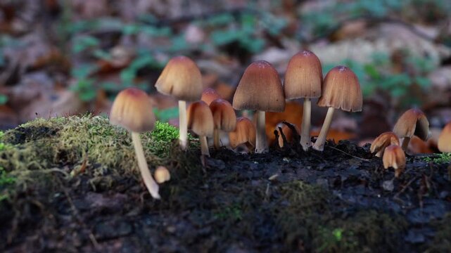 Colony of inkcap mushrooms on moss covered log, smooth slider shot in forest