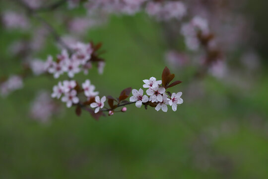 close up of beautiful pink flowers on a cherry plum tree , prunus cerasifera, blooming at springtime on a green background, macro photography