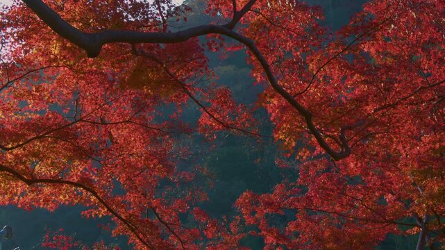 早朝の嵐山の紅葉したもみじ