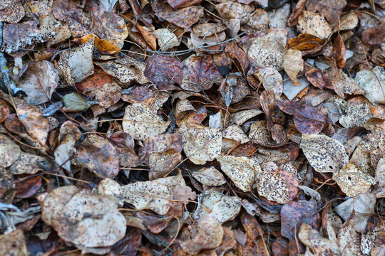 Background Texture Of Crunchy Dry Brown Leaves
