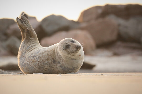 Grey seal pup resting on sandy beach during golden hour light with raised flipper. Warm coastal wildlife scene with soft background, concept of marine conservation, biodiversity and natural habitat.