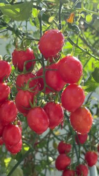Bunch of fresh ripe red grape tomatoes hanging on the vine in organic garden