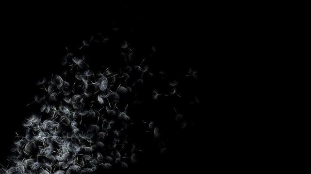 ふわふわと舞い上がるたんぽぽの綿毛、4K画質のループ素材