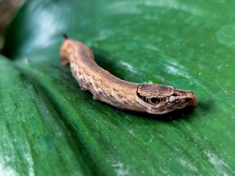 Deilephila Elpenor, the elephant hawk moth, is a moth in the butterfly family Sphingidae,
caterpillars, eating the leaves of natural food plants. Elephant caterpillar walking on leaves.