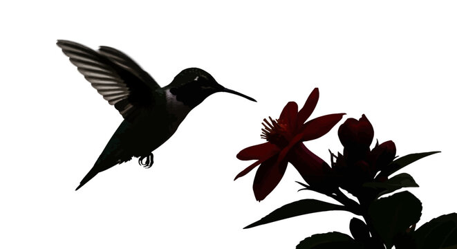 Hummingbird silhouette flying near red flower, dark bird profile hovering by garden blossom, minimalist nature vector on white background