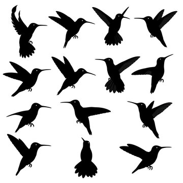 Hummingbird silhouette collection, set of 14 black bird icons in flight, tropical colibri vector elements for nature design and logo branding