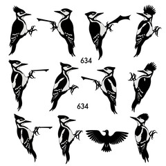 Fototapeta premium Woodpecker bird silhouette collection, black and white avian vector set, 11 woodpecker elements for nature design and wildlife branding