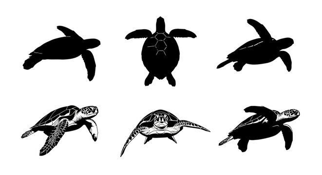 Sea turtle silhouette and detailed engraving set, 6 marine reptile vector icons, black and white aquatic animal illustrations for conservation design