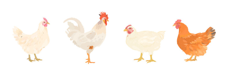 Cute cartoon farm Birds collection. Vector hand drawn illustrations of red and White Chicken (Hen) and Rooster isolated on white background. Set of poultry icon clip art. © iv.rymm