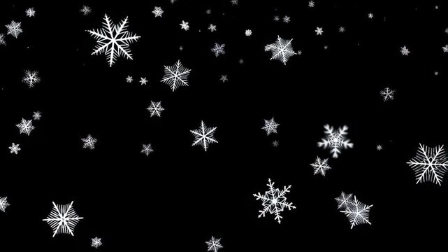 Snowflakes falling steadily with white intricate patterns on black background featuring winter, snow, cold with frosty and icy elements for delicate,