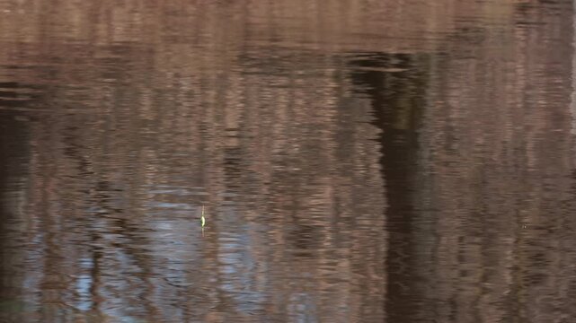 Bright fishing float bobbing in rippling river water reflecting trees