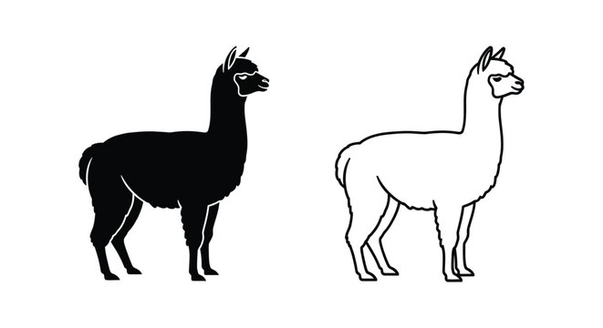 Llamas vs Alpacas Key Differences Illustrated Vector