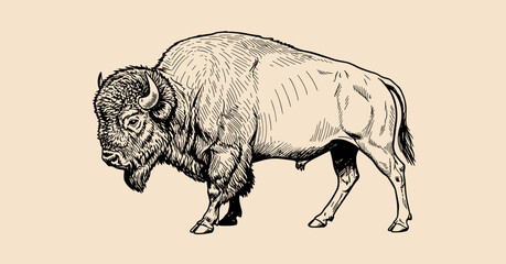 Vintage hand drawn illustration of an American bison buffalo profile © codeblend