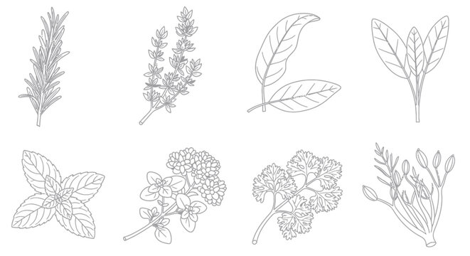 Detailed botanical line drawings of herbs.