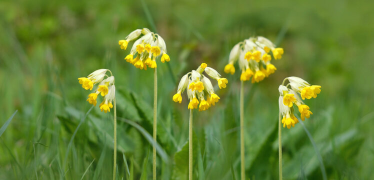 Beautiful wild yellow flower of Primula veris (common cowslip) in spring forest, nature background. primrose, primula veris - early spring perennial flowering plant, family Primulaceae. banner