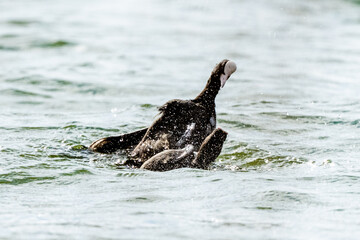 Obraz premium One Coot Is Trying To Drown Another