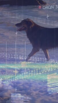 Vertical video: Dog walking shore on entering surf, tech HUD rising, binary tracking motion