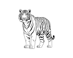 Obraz premium Minimalist line art illustration of a standing tiger on measurement scale, black and white sketch for design and education