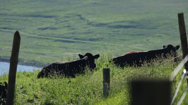 Cattle grazing on grassy hillside near Lake Bullen Merri and Gnotuk in Camperdown, Victoria, Australia. Rural farmland overlooking volcanic lakes, native bird sounds. Agriculture, regional Australia
